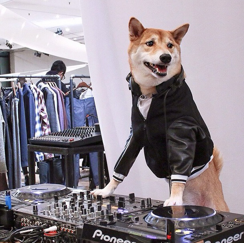 menwearsdog