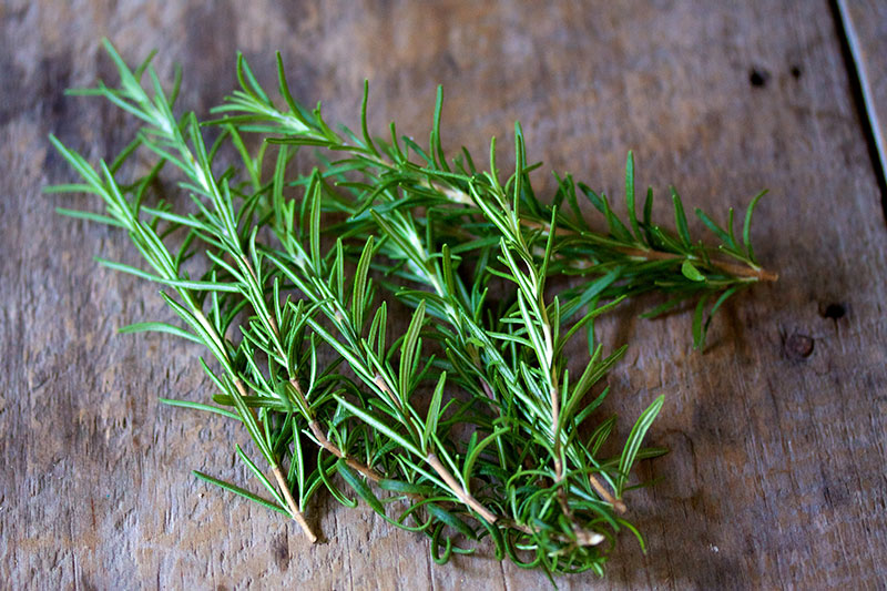 rosemary