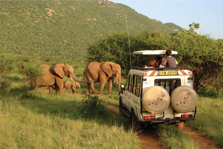 Wildlife-Safari