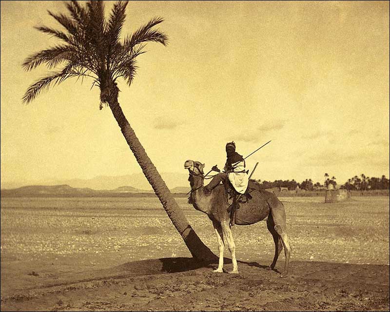 algerian-desert-camel-rider-late-1800s-photo-print-3