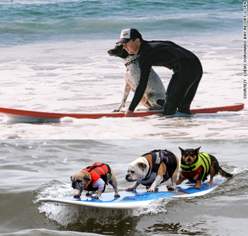 dogsurf1