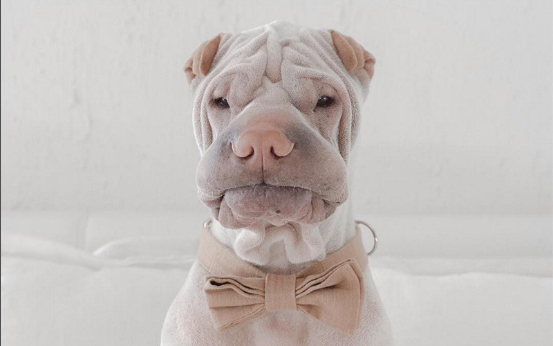 peddington-shar-pei-1