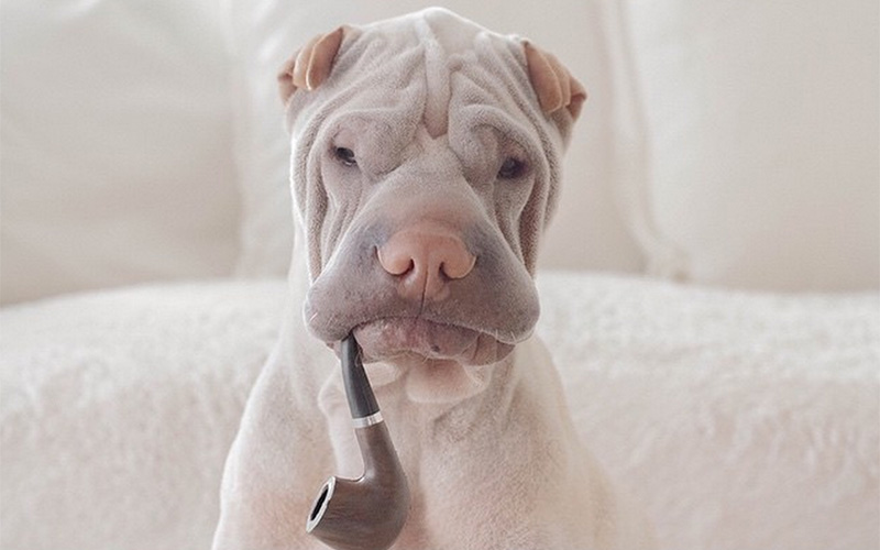 peddington-shar-pei-4