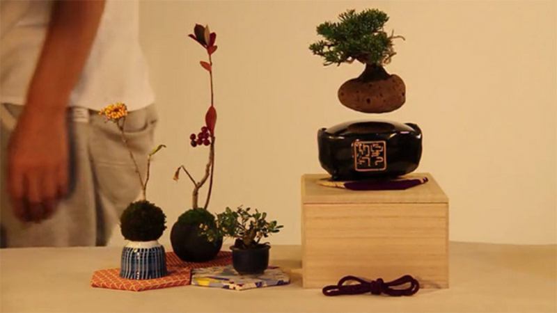 160125-airbonsai-2