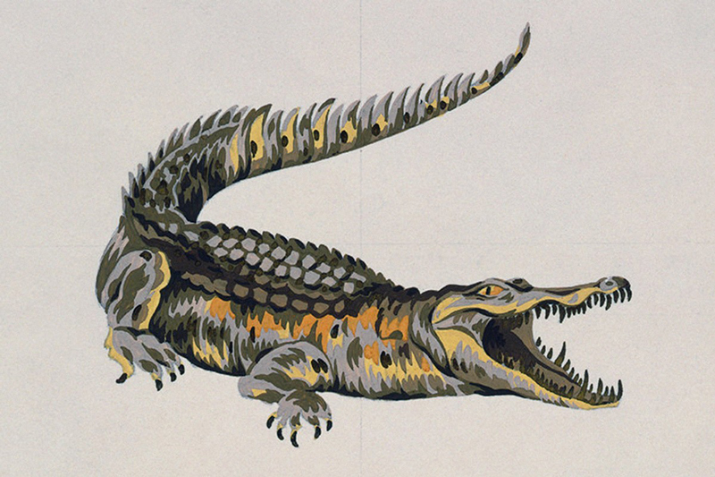 crocodile-3